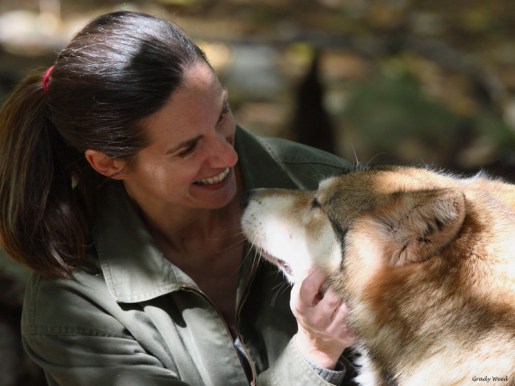 Denali, a pure gray wolf