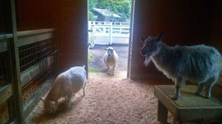 This goat trio looked like they were posing for an album cover.