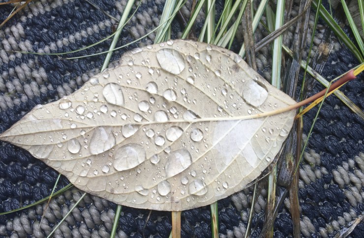 rain on leaf with grass
