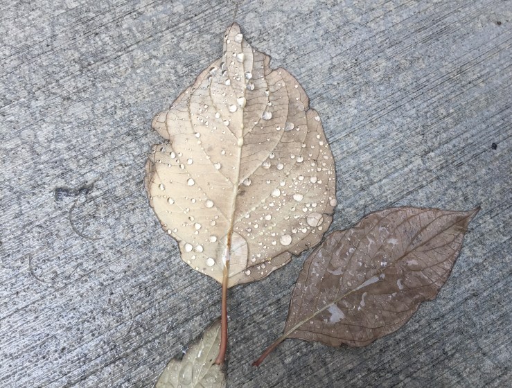 rain on two leaves concrete