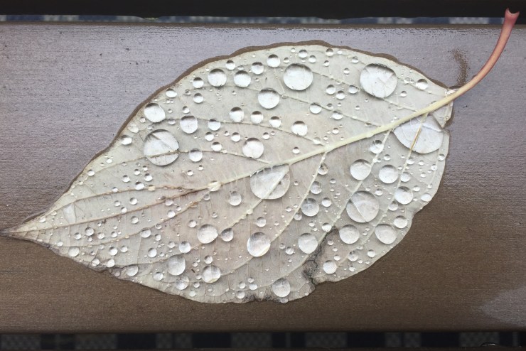 rain on leaf with bench