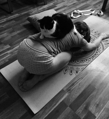cat yoga
