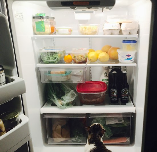 fridge with cat