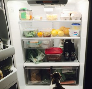 fridge with cat
