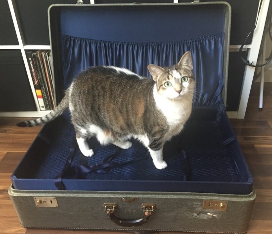 cat in a suitcase