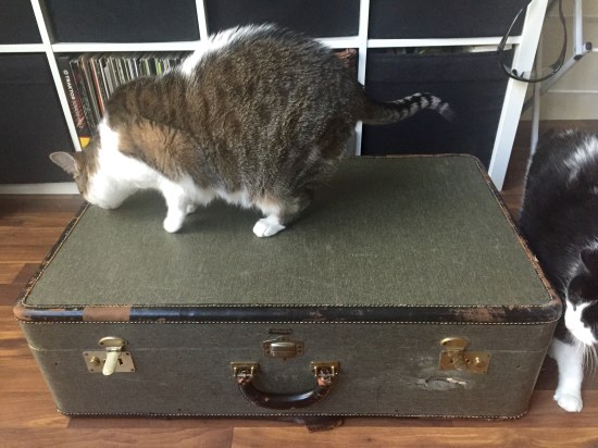 cat with vintage suitcase