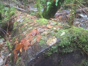 pacific northwest winter