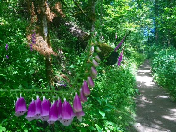 foxglove flowers