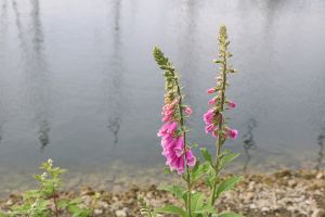 flowers on the water