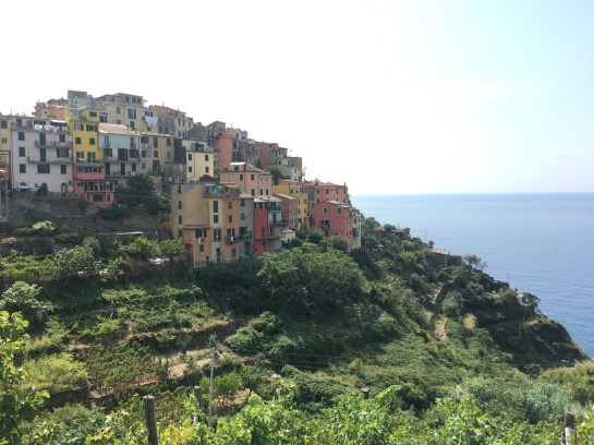 vineyards cinque terre