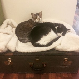cats on suitcase