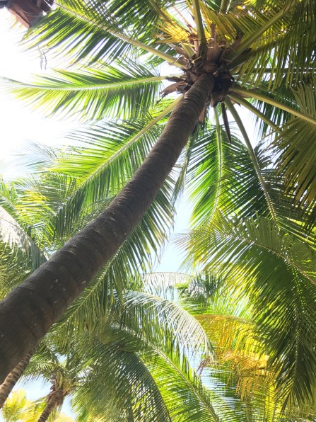 mexico palm trees