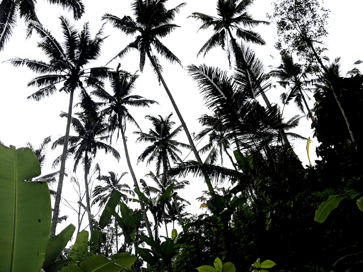 ubud jungle