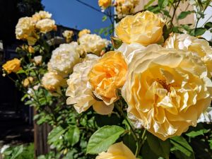 yellow rose bush