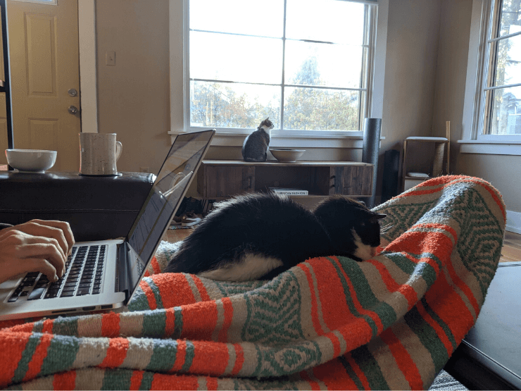 working with cats