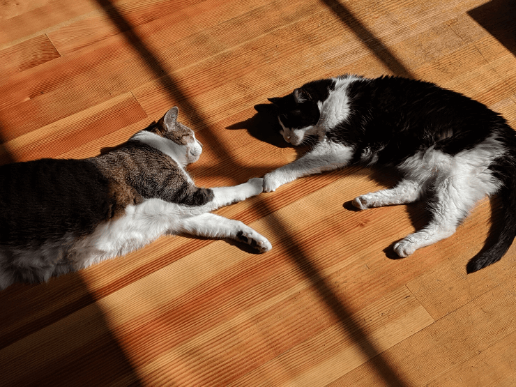 sistine chapel cat version