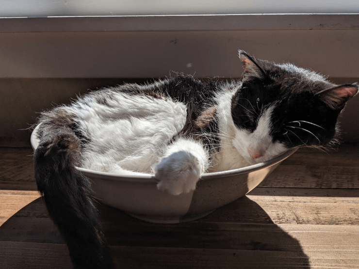 cat in a bowl