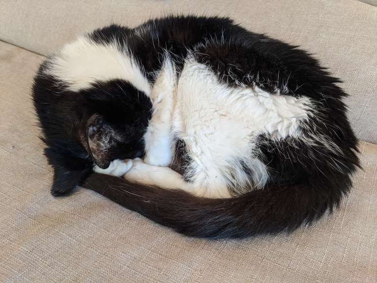 cats cross-country move