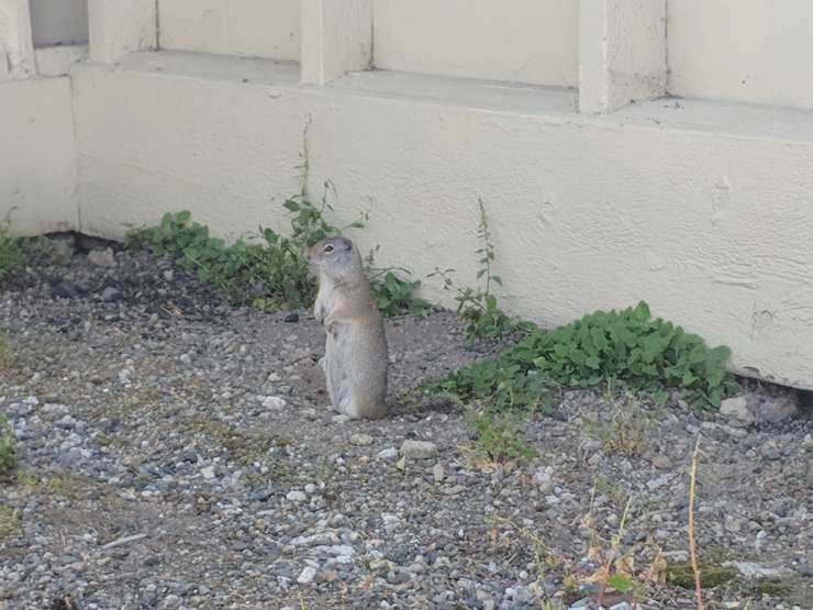 prairie dog sighting