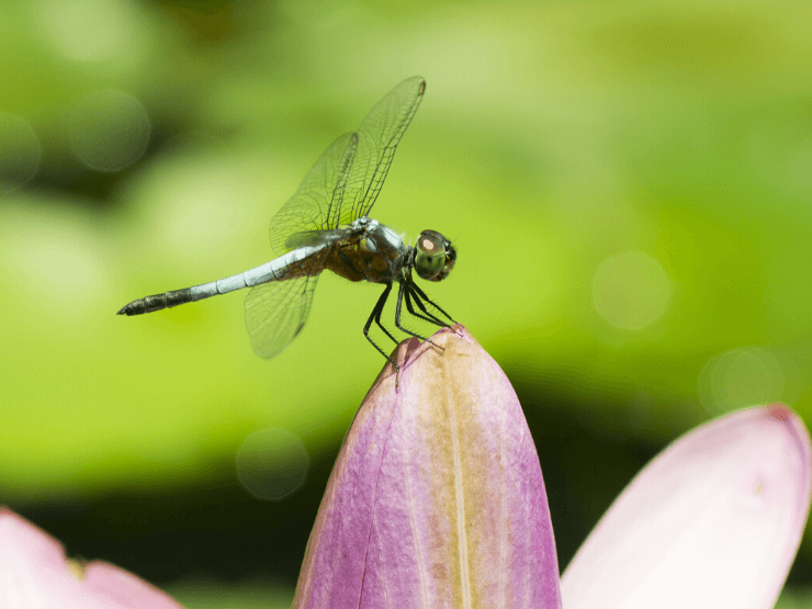 symbolism mating dragonflies
